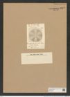 Actinoptychus gracilis Schum. (de-Toni-Nr.: Genus 227, Species 5573) Zeichnungen Sammlung Grunow Nr. 9613 (NHMW-BOT-W0379432)